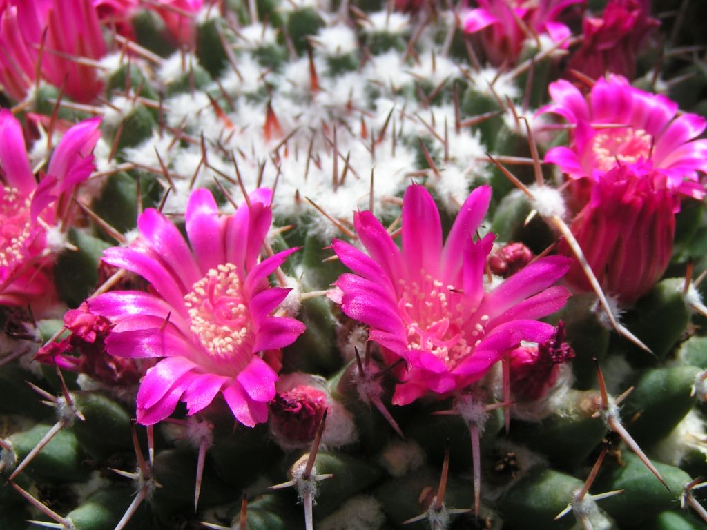 Mammillaria magnimamma